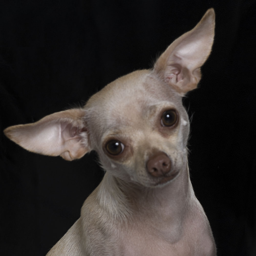 Homeless Pet Help dog street photo nyc 1